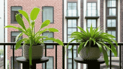 Balcony Upgrade: The Secret to Creating Greenery in Small Spaces