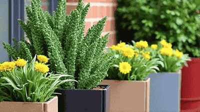 Container Gardening Ideas for Small Spaces and Patios