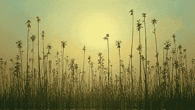 Effective methods to prevent weed growth