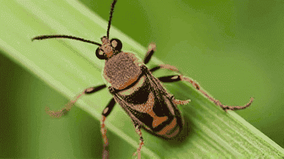 How to prevent and treat garden pests and diseases