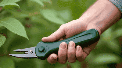 The Importance of Pruning: Keeping Your Garden Healthy and Beautiful