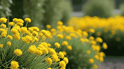 Using Drought-Resistant Plants in Your Garden: A Guide to Xeriscaping